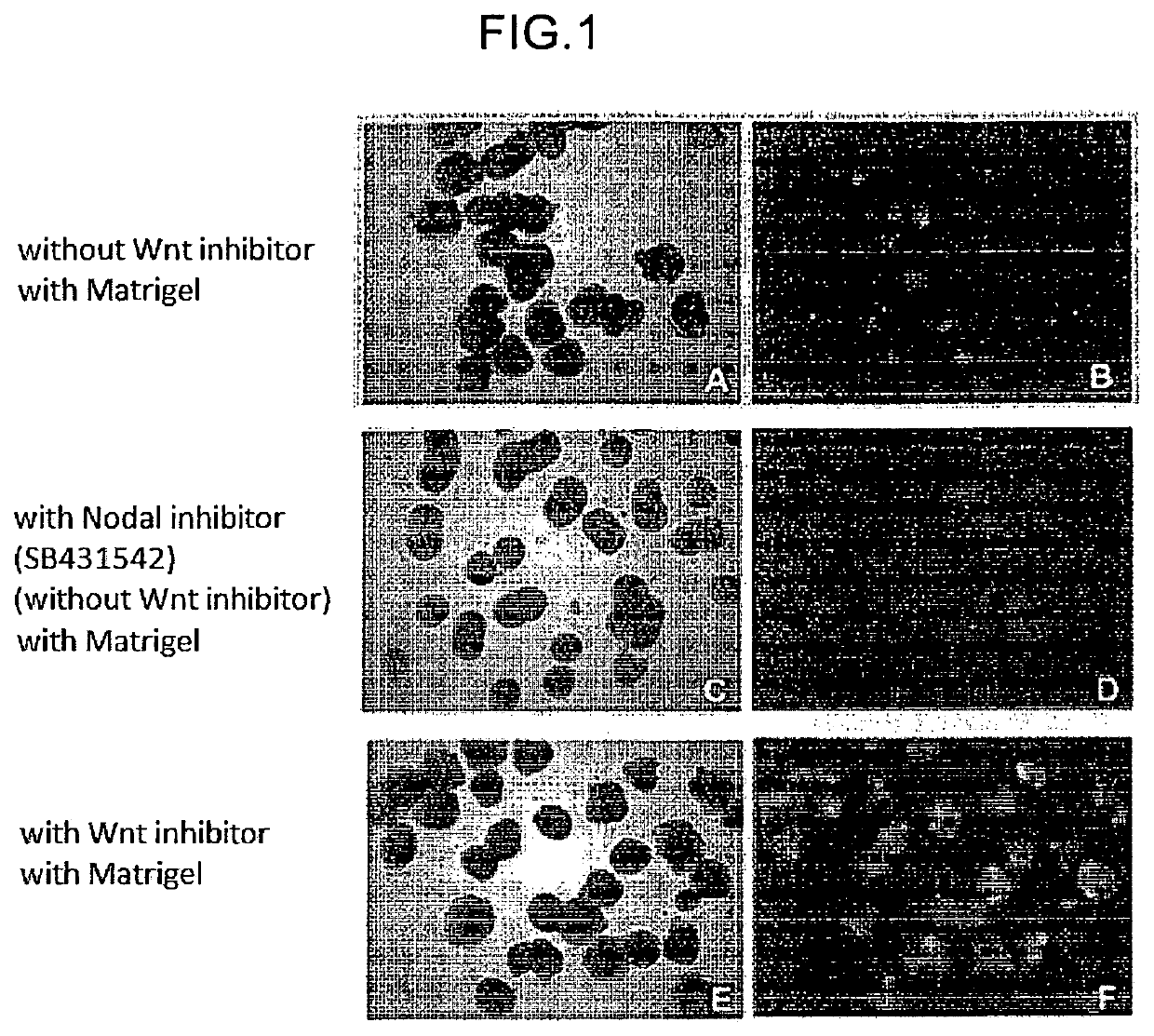 Methods for producing retinal tissue and retina-related cell