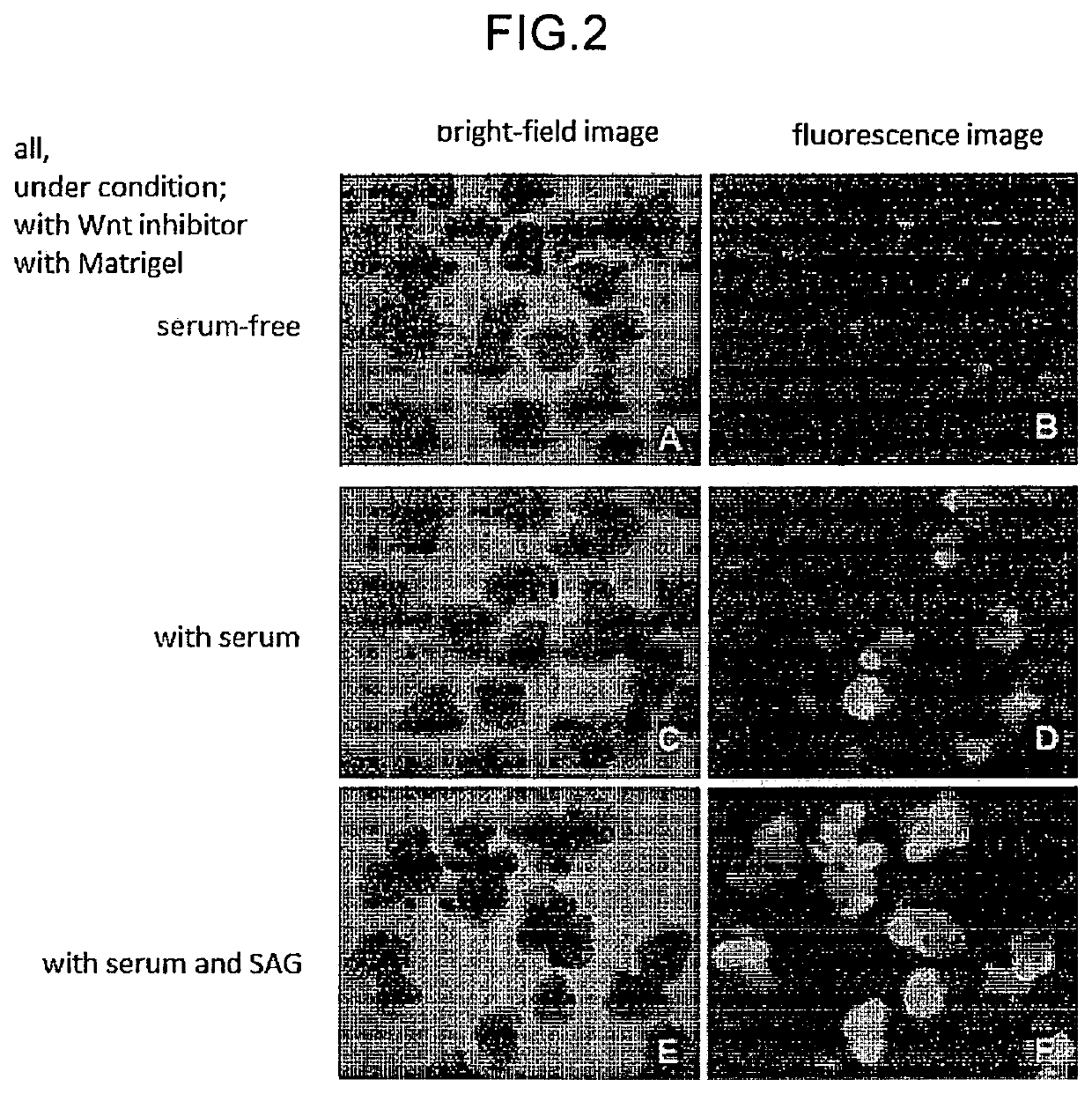 Methods for producing retinal tissue and retina-related cell