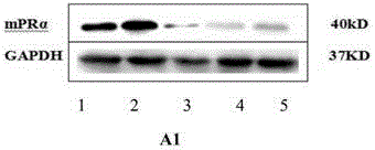 Method for adjusting sensibility of lung adenocarcinoma cells to EGFR-TKIs by mediating progesterone by mPR alpha