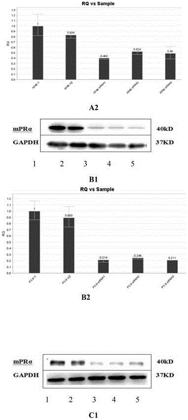 Method for adjusting sensibility of lung adenocarcinoma cells to EGFR-TKIs by mediating progesterone by mPR alpha