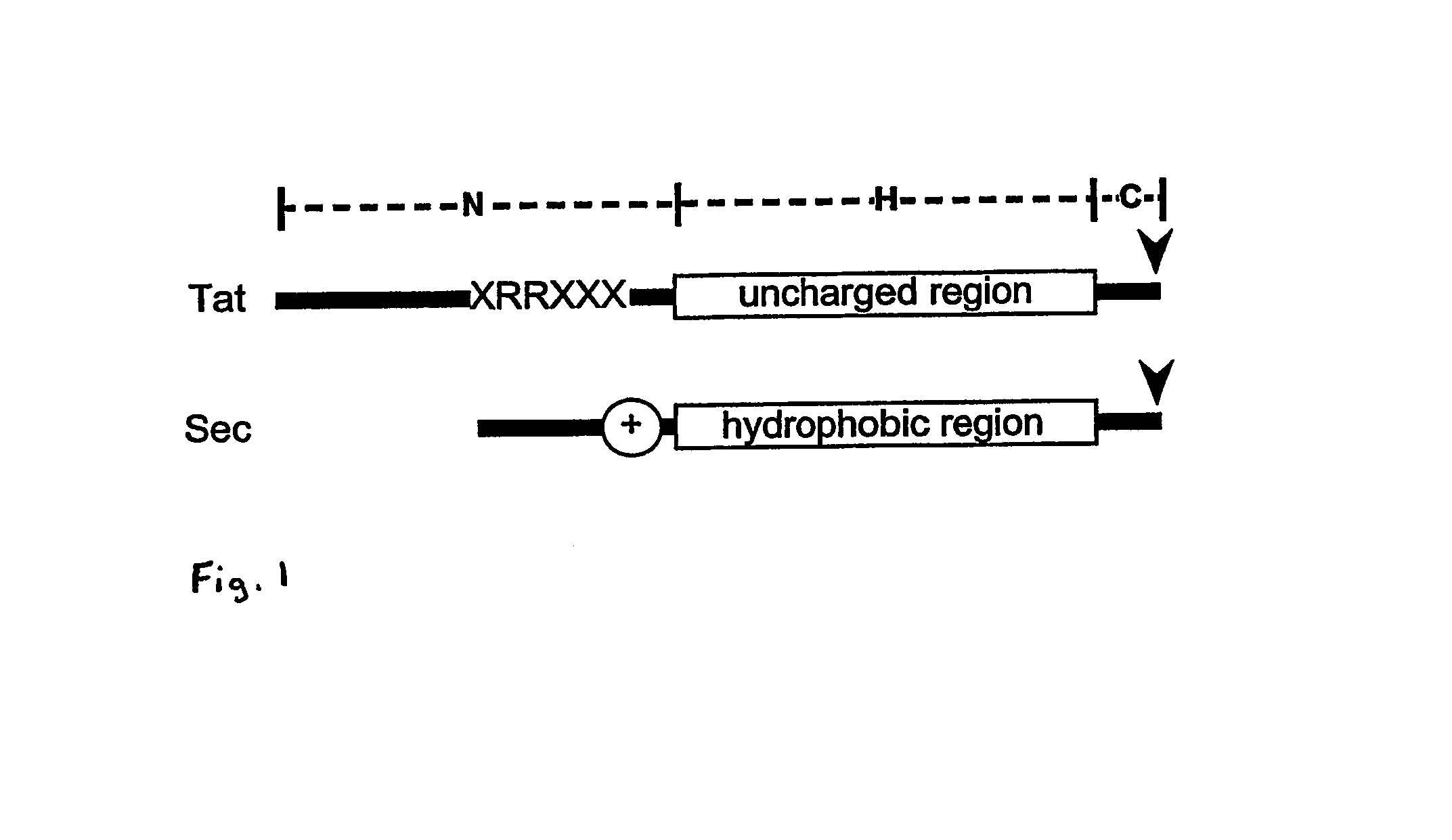Heterologous protein production using the twin arginine translocation pathway