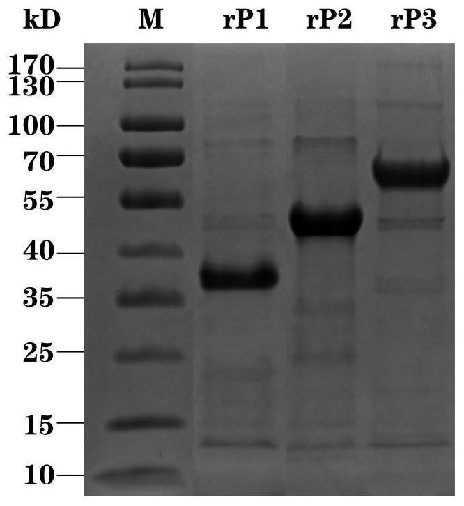 Seneca virus type A genetic engineering composite epitope protein, vaccine and application of Senecavirus type A genetic engineering composite epitope protein and vaccine
