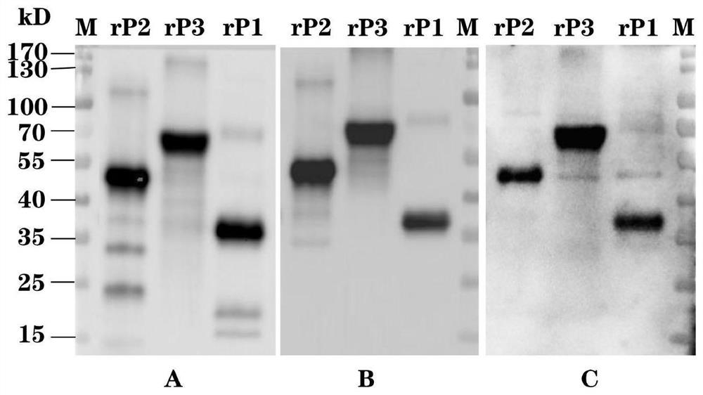 Seneca virus type A genetic engineering composite epitope protein, vaccine and application of Senecavirus type A genetic engineering composite epitope protein and vaccine