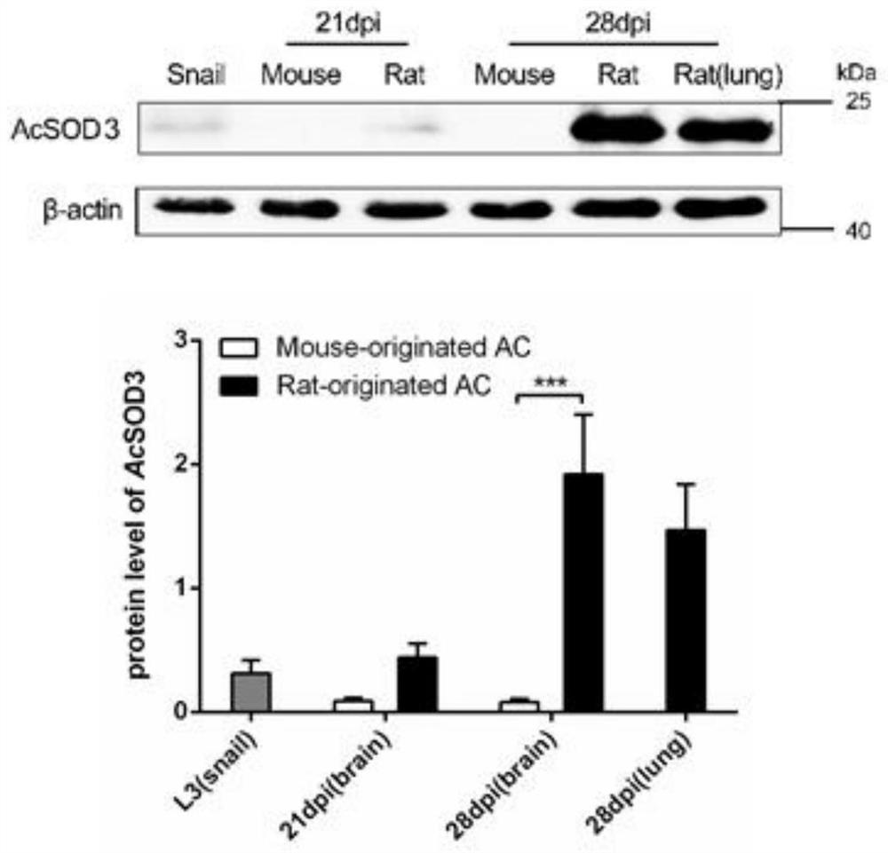 Application of mir-101b-3p in the diagnosis and adjuvant treatment of Angiostrongylus cantonensis