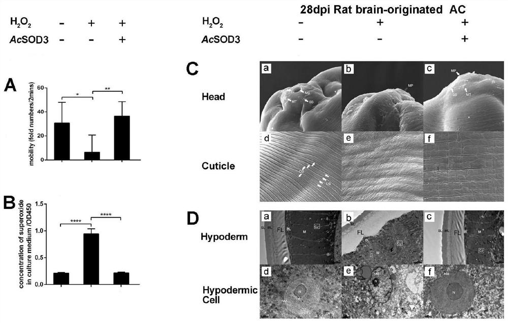 Application of mir-101b-3p in the diagnosis and adjuvant treatment of Angiostrongylus cantonensis