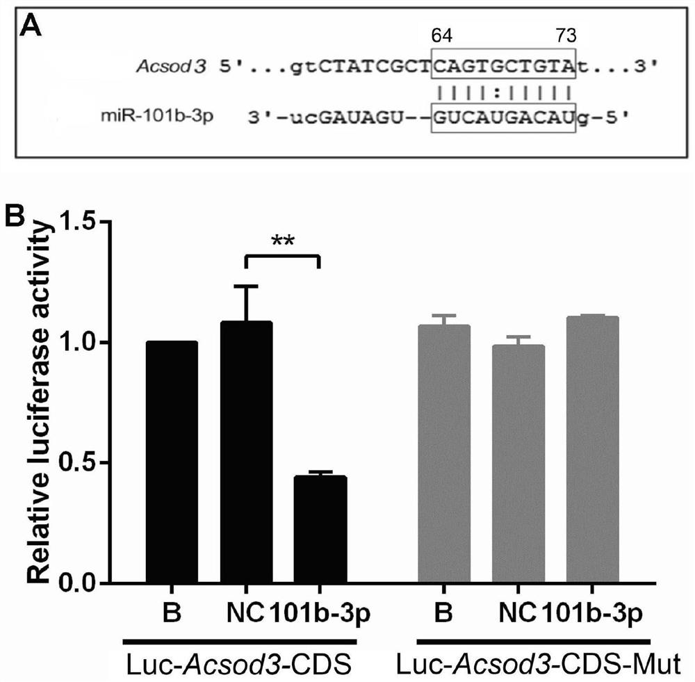 Application of mir-101b-3p in the diagnosis and adjuvant treatment of Angiostrongylus cantonensis