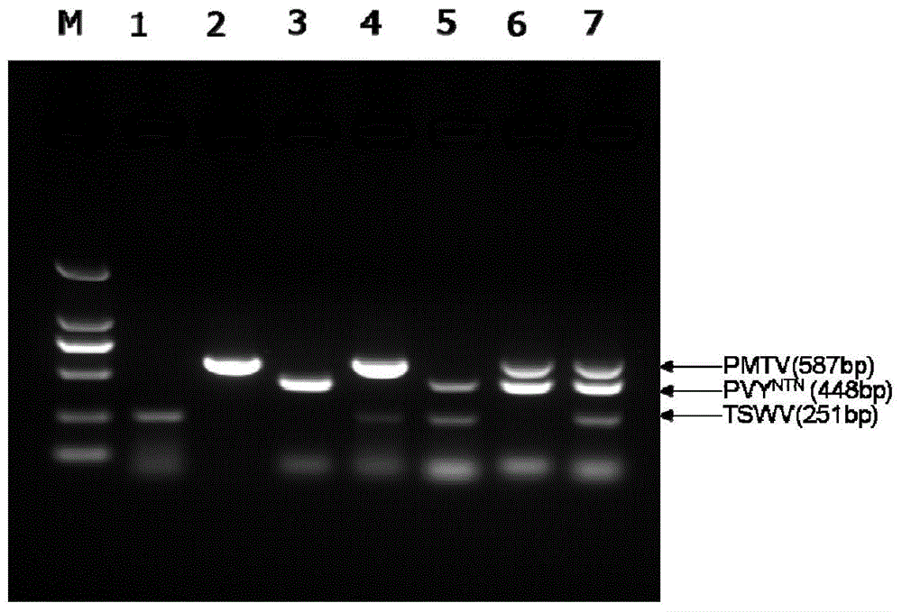 Triple RT-PCR method capable of detecting three viruses causing potato tuber necrosis simultaneously and primer combination thereof