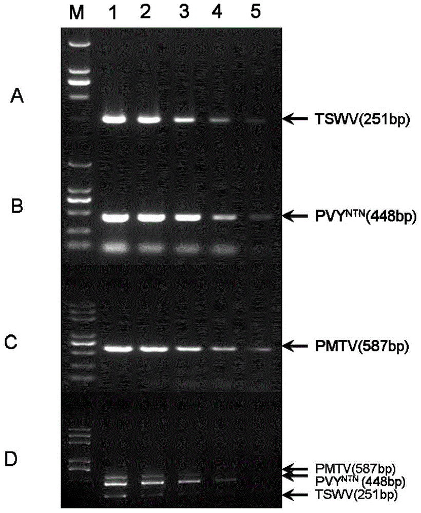 Triple RT-PCR method capable of detecting three viruses causing potato tuber necrosis simultaneously and primer combination thereof