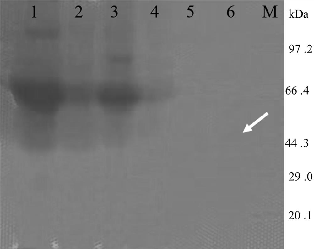 Xylanase, gene and its application