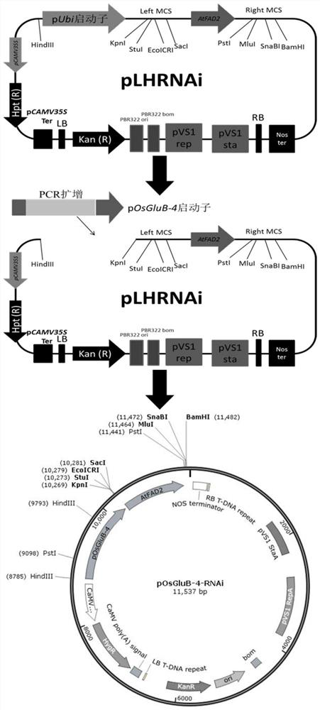 Seed specific interference vector containing pOsGluB-4 promoter and application of seed specific interference vector