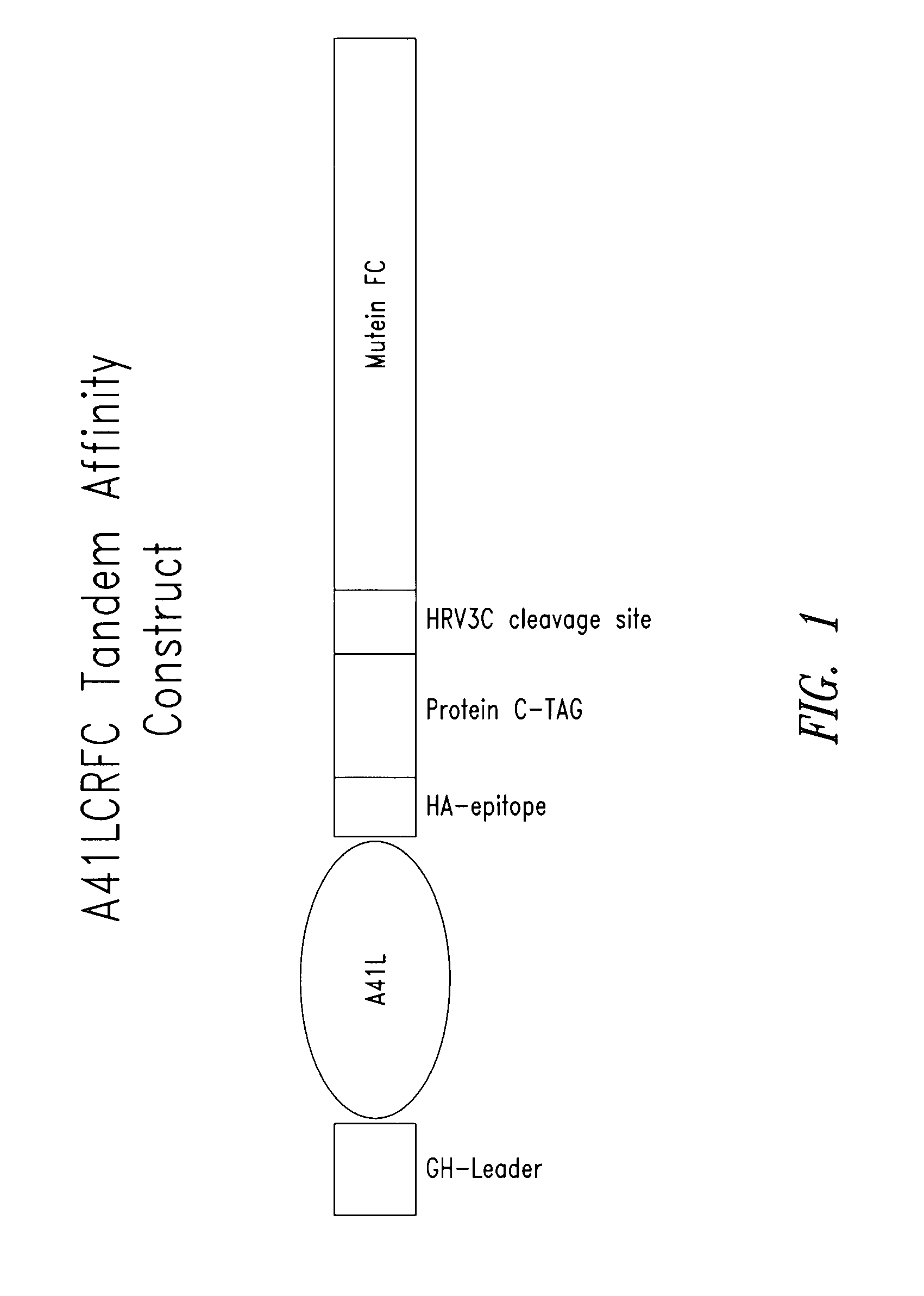 Methods for identifying polypeptide targets and uses thereof for treating immunological diseases