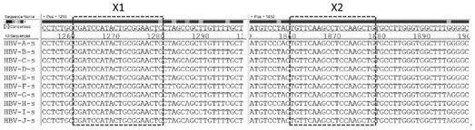 Method and kit for detecting HBV genotype and/or X-region mutation, CDS standard sequence of HBx, primer and application