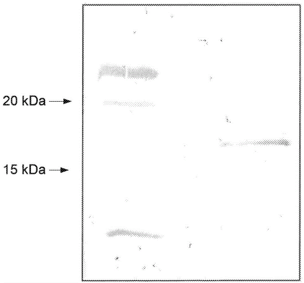 Chimeric momp antigen, method and use