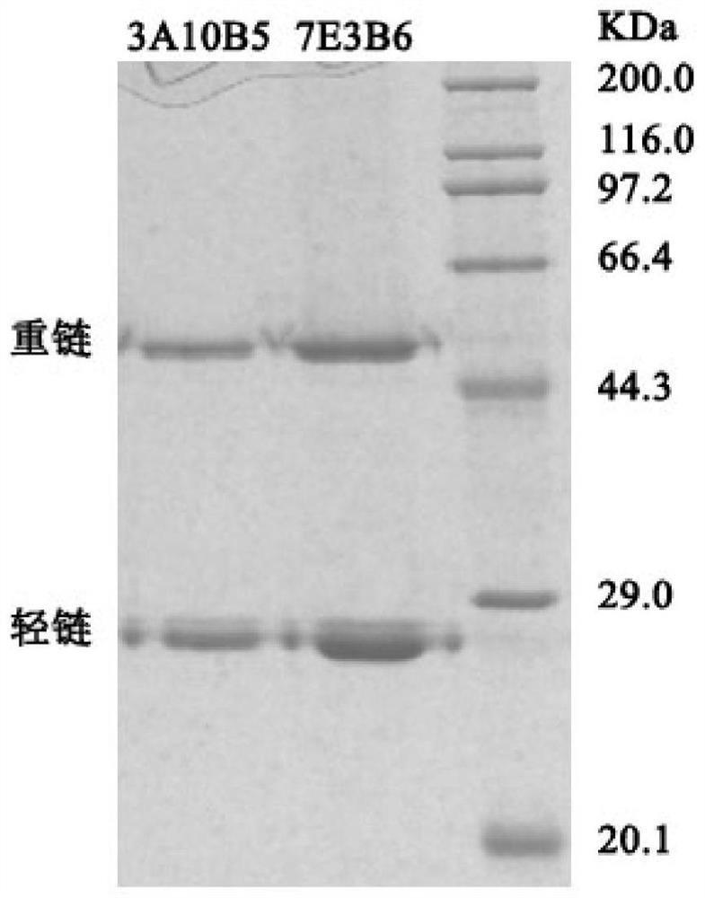 A pair of monoclonal antibodies capable of specifically recognizing hcv NS3 protein and its application