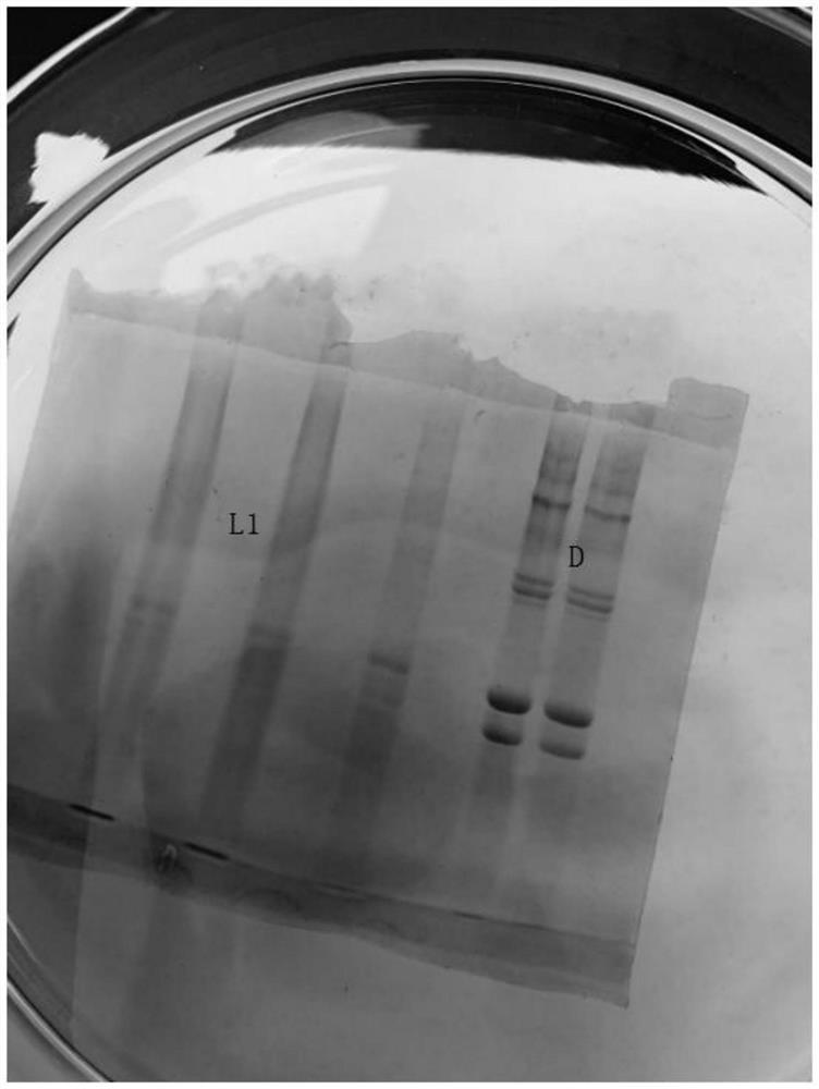 Collagen dressing and preparation method thereof