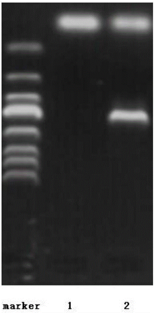 Method for directly delivering exogenous DNA into monascus resting spores