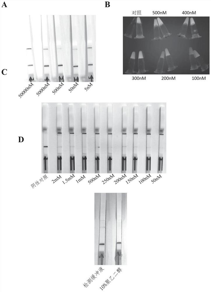 CRISPR-Cas12a-based streptococcus suis rapid visual RPA detection kit and application thereof