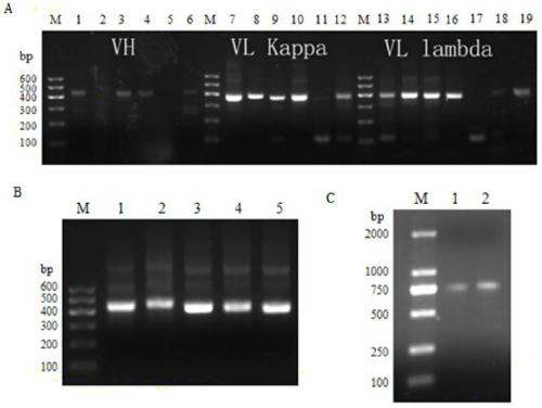 Anti-multi-subgenotype HCV antibody gene r3-19 and its application
