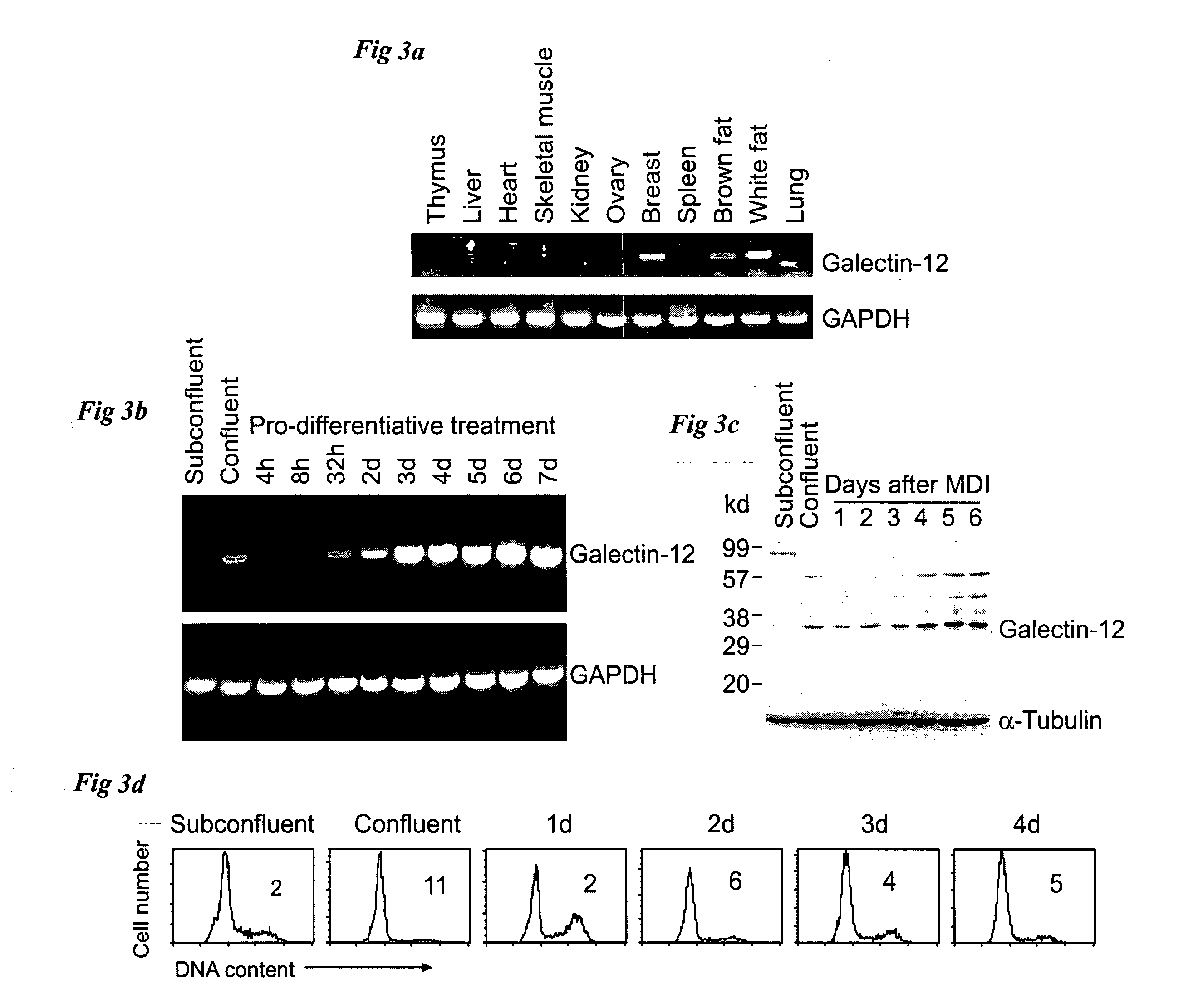 Reducing galectin-12 activity to reduce formation of adipocytes