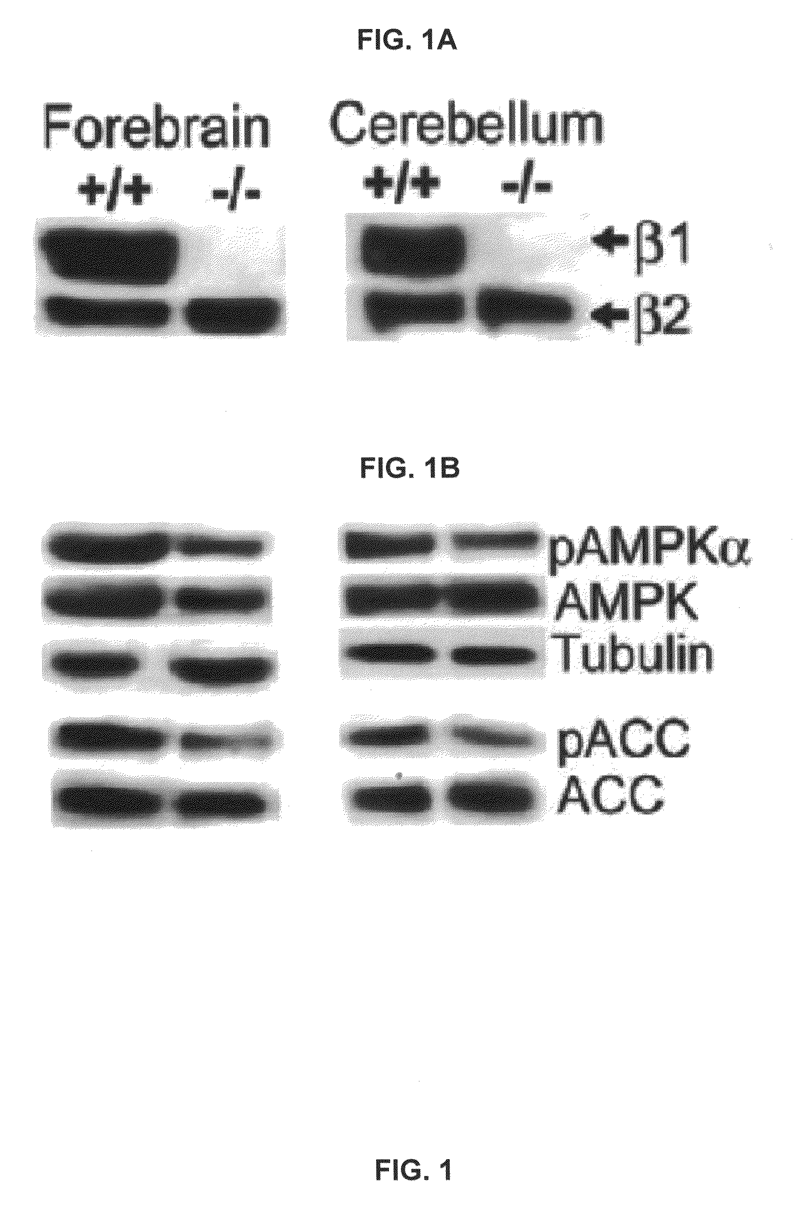 AMPK modulation as a method of regulating stem cell and cancer stem cell proliferation, self-renewal and differentiation