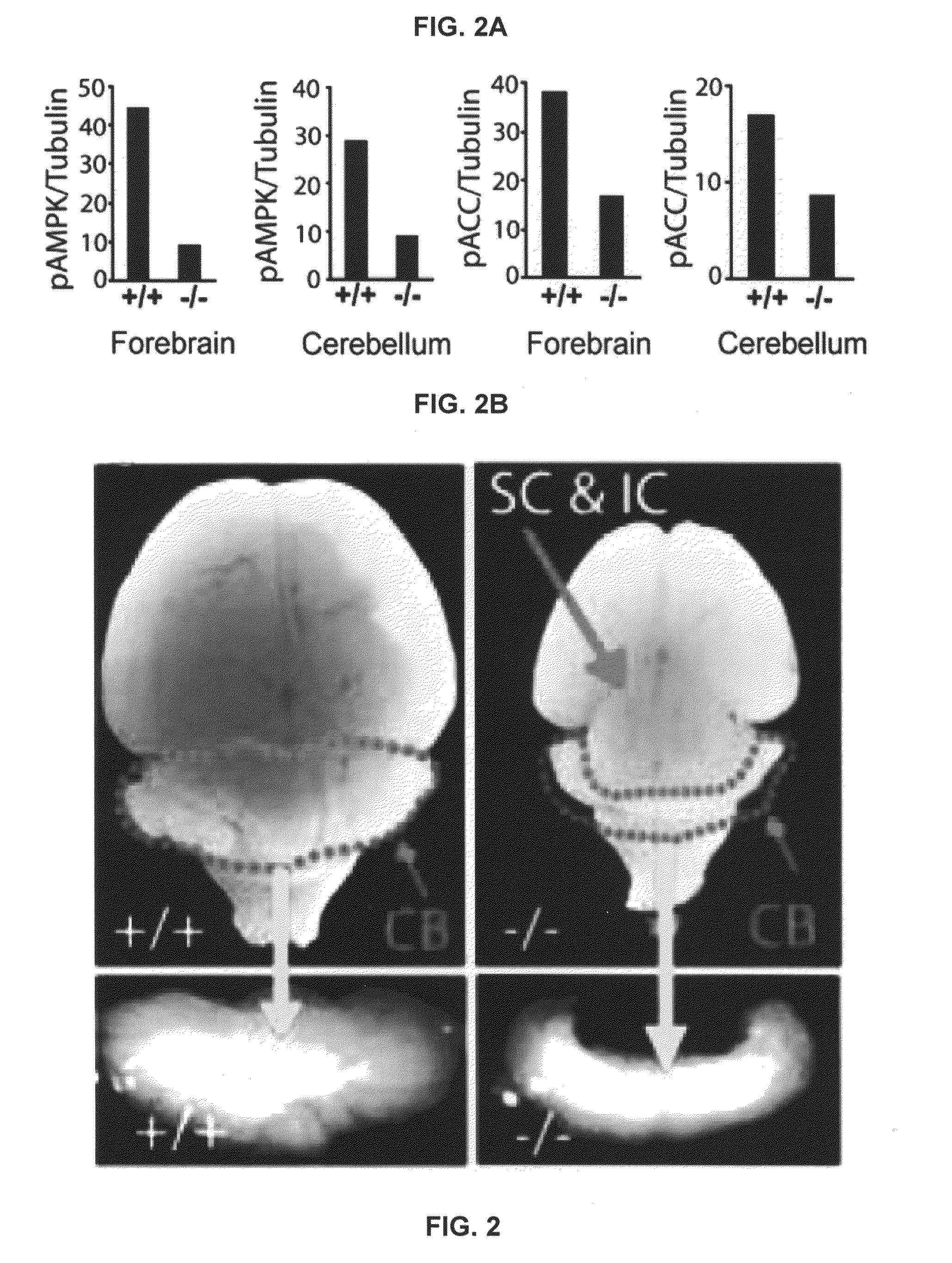 AMPK modulation as a method of regulating stem cell and cancer stem cell proliferation, self-renewal and differentiation