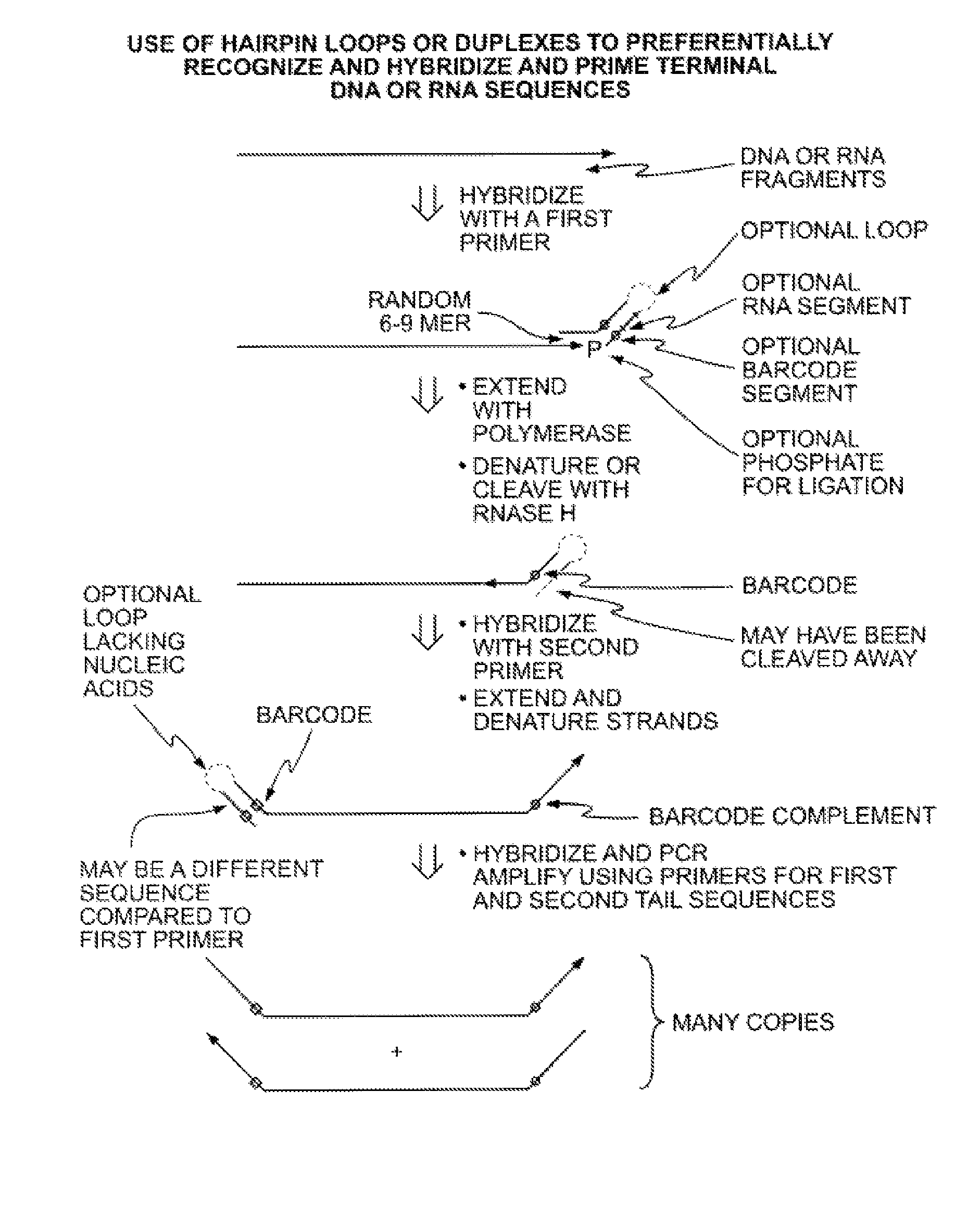 Methods for amplification of nucleic acids utilizing hairpin loop or duplex primers