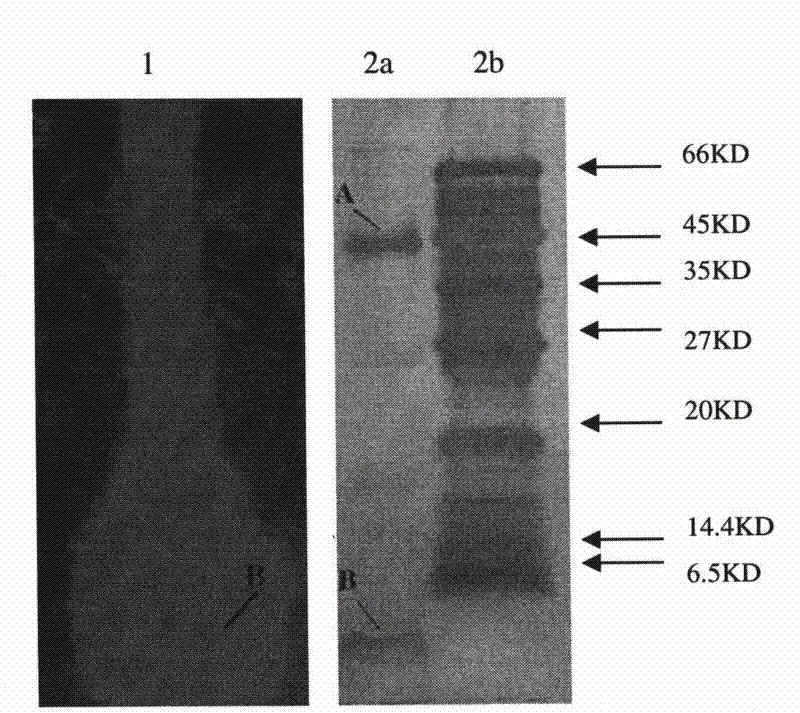 Antibacterial lipopeptide of endophytic Bacillus subtilis and separation and purification method