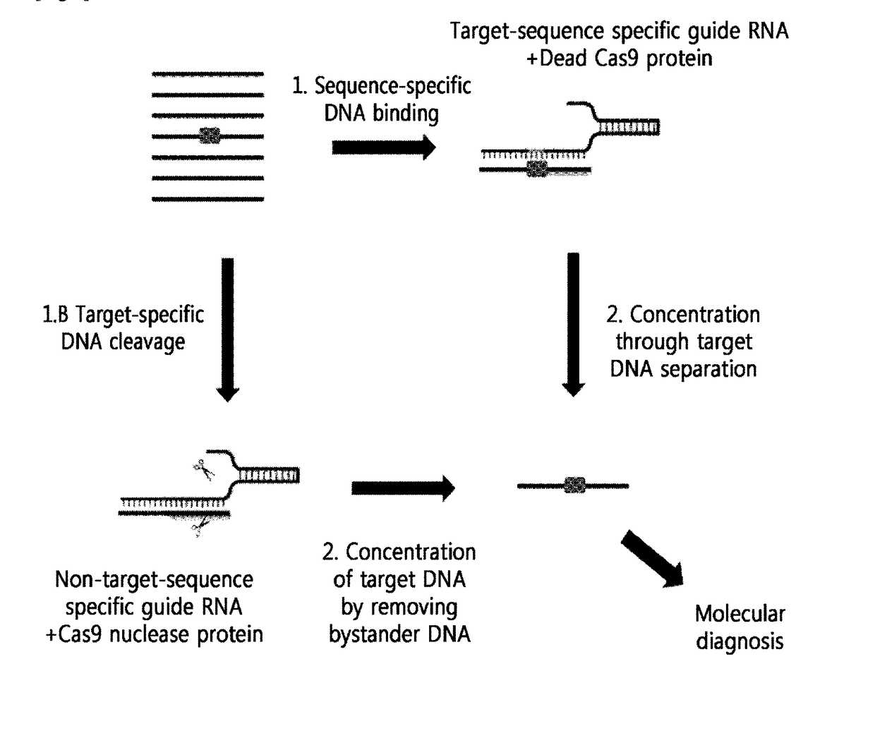 Method for Sensitive Detection of Target DNA Using Target-Specific Nuclease