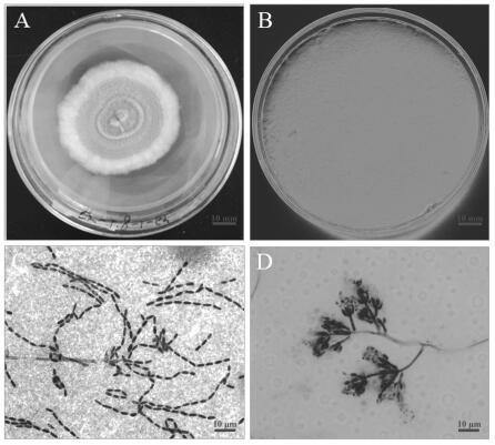 Highly pathogenic biocontrol bacteria Cordyceps javanica and application thereof