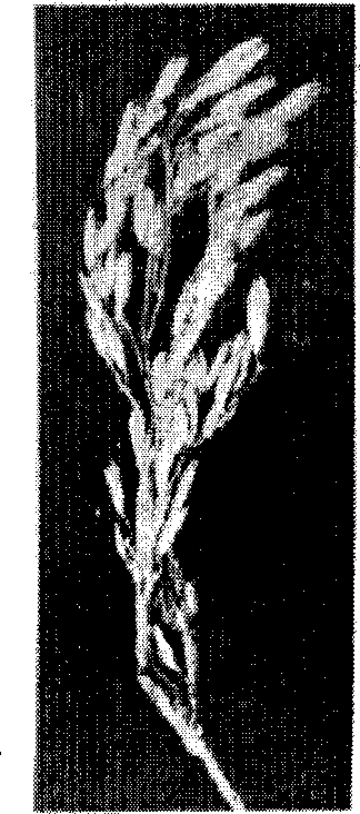 Method for breeding elite seed by distant hybridization of graminaceous plant