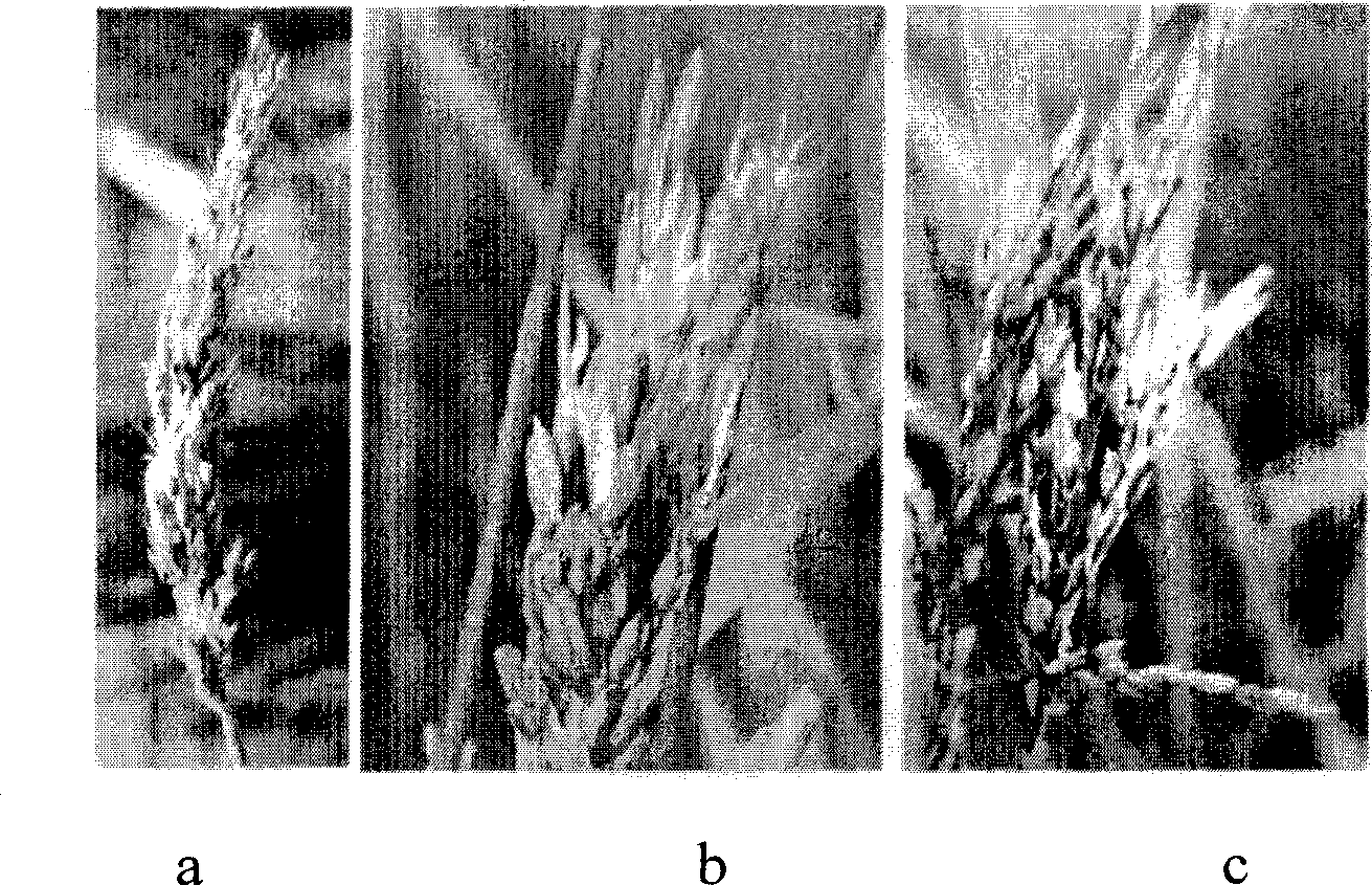 Method for breeding elite seed by distant hybridization of graminaceous plant