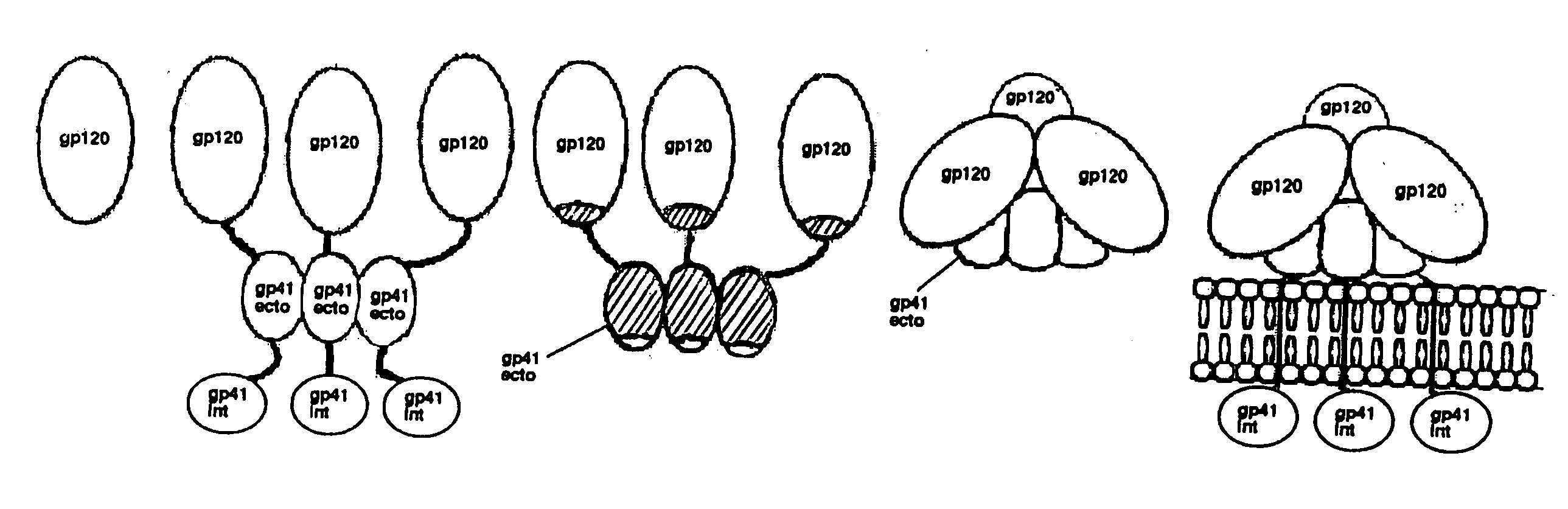 Stabilized viral envelope proteins and uses thereof