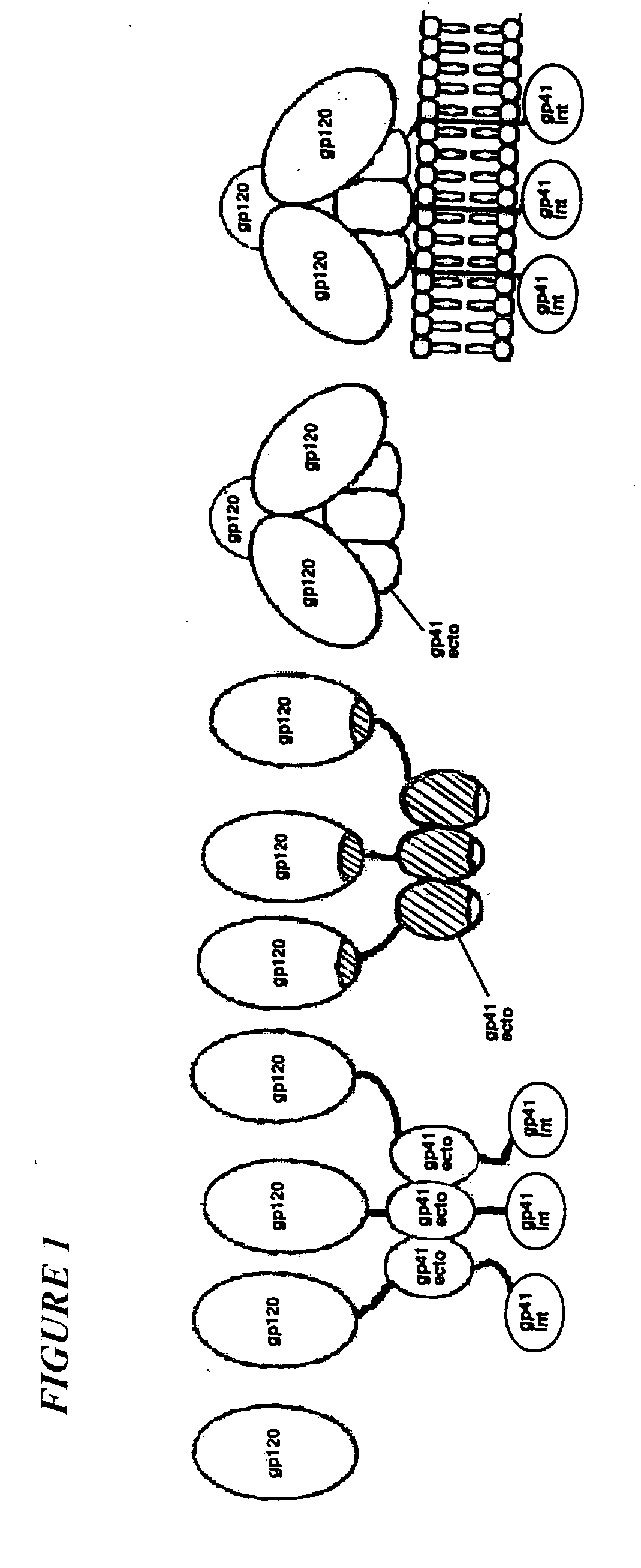 Stabilized viral envelope proteins and uses thereof