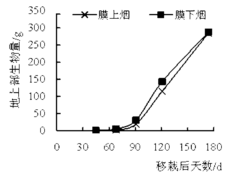 Flue-cured tobacco cultivation method fitting in with geographical characteristics of fen-flavor tobacco producing area
