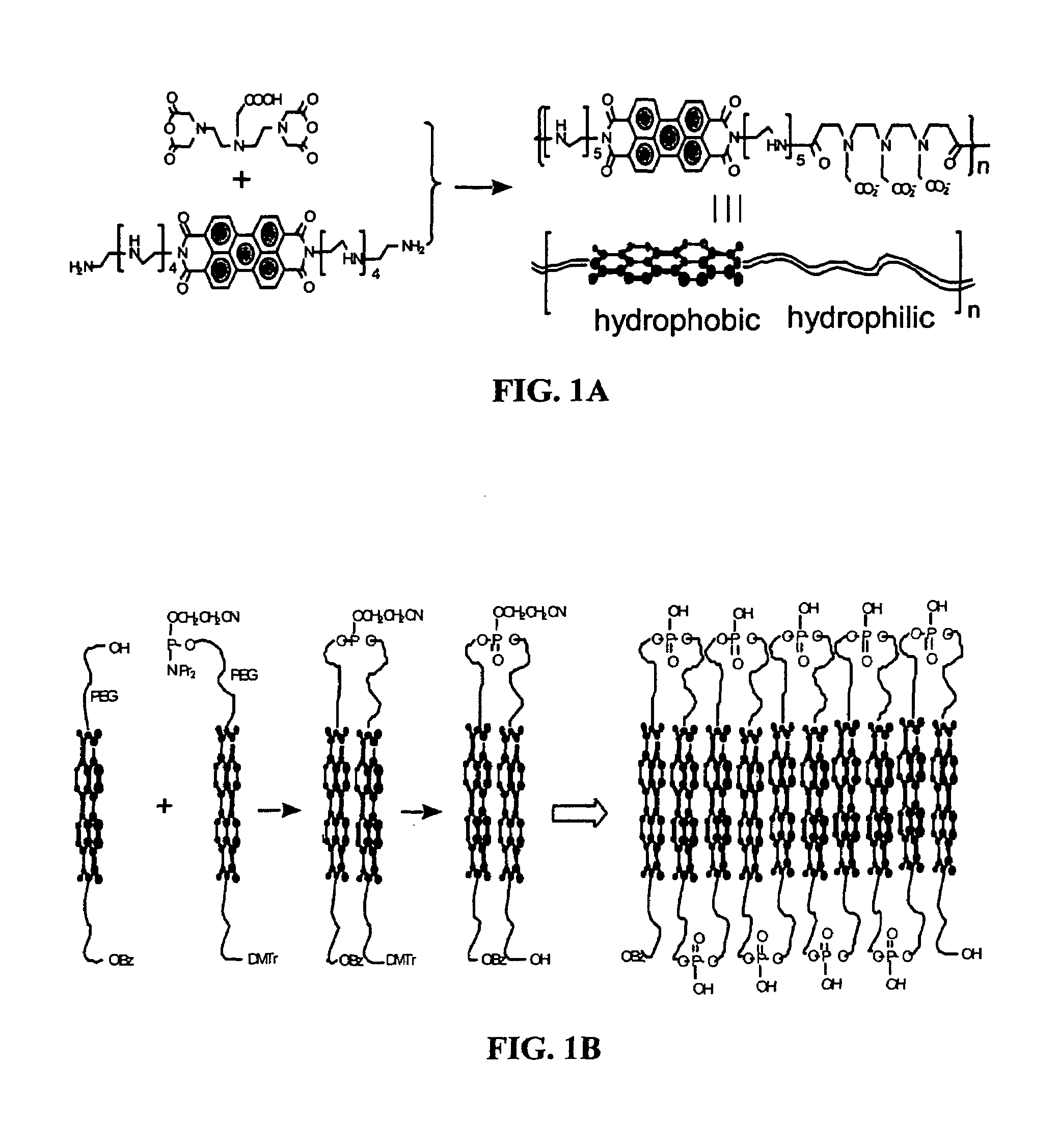 Foldable polymers as probes