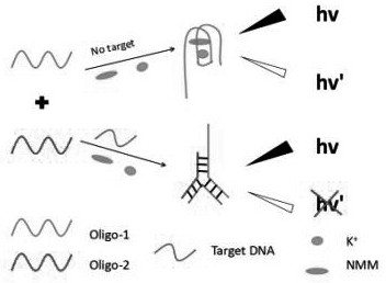A closed dna fluorescent biosensor and its application in detecting influenza A h1n1 virus