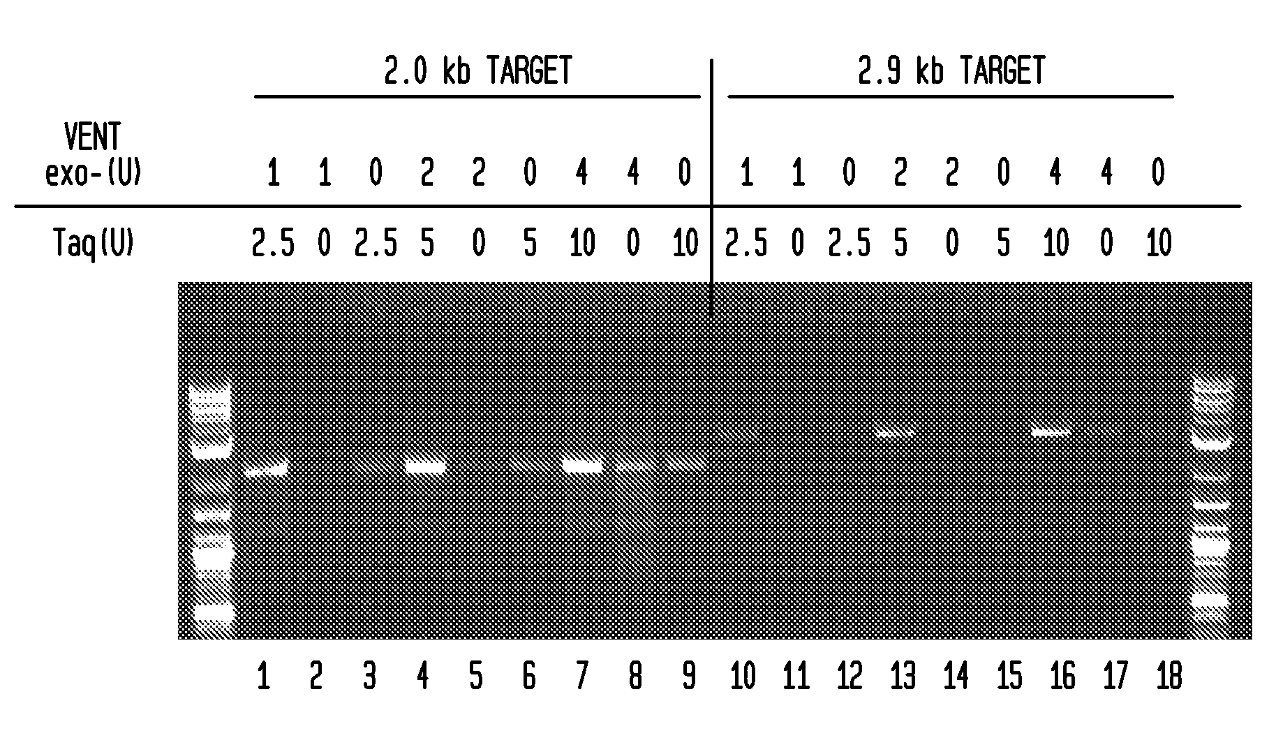 Enzyme Reagents for Amplification of Polynucleotides in the Presence of Inhibitors