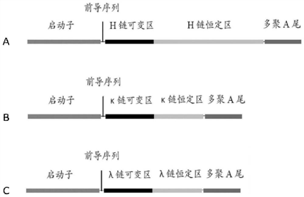 Monoclonal antibody 5e1 against the gp2 subunit of ebov with a unique binding site