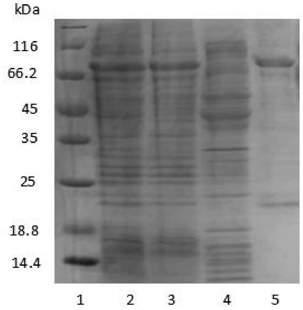 Feline calicivirus VP1-VP2 recombinant protein as well as preparation method and application thereof