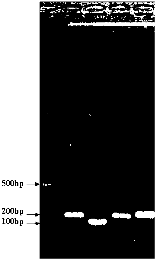 Haplotype primer for identifying Q-shaped bemisia tabaci and identification method