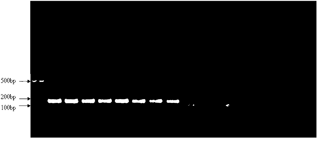 Haplotype primer for identifying Q-shaped bemisia tabaci and identification method