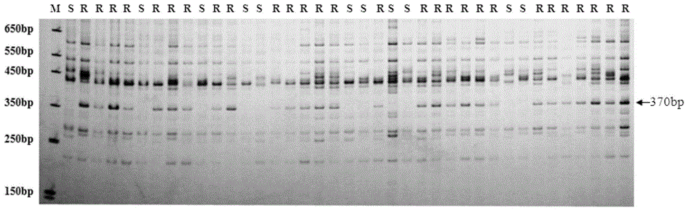Molecular marker for raphanus sativus L. downy mildew resistant gene close linkage