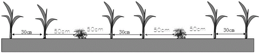 Corn and peanut complex three-dimensional ecological intercropping planting method