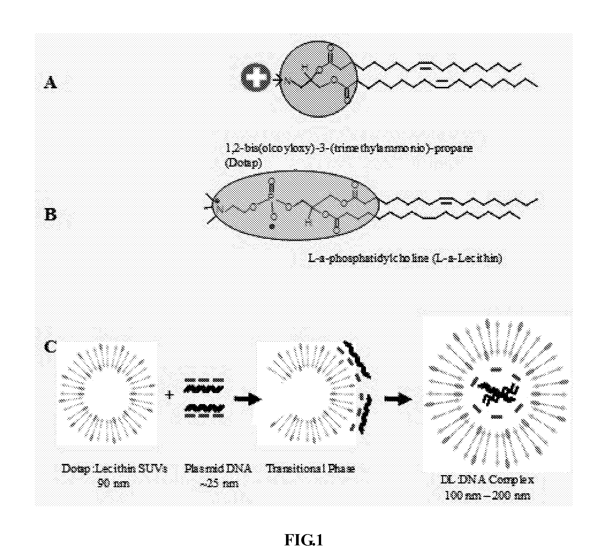 Drug carrier for tumor-targeted therapy, its preparation method and its use