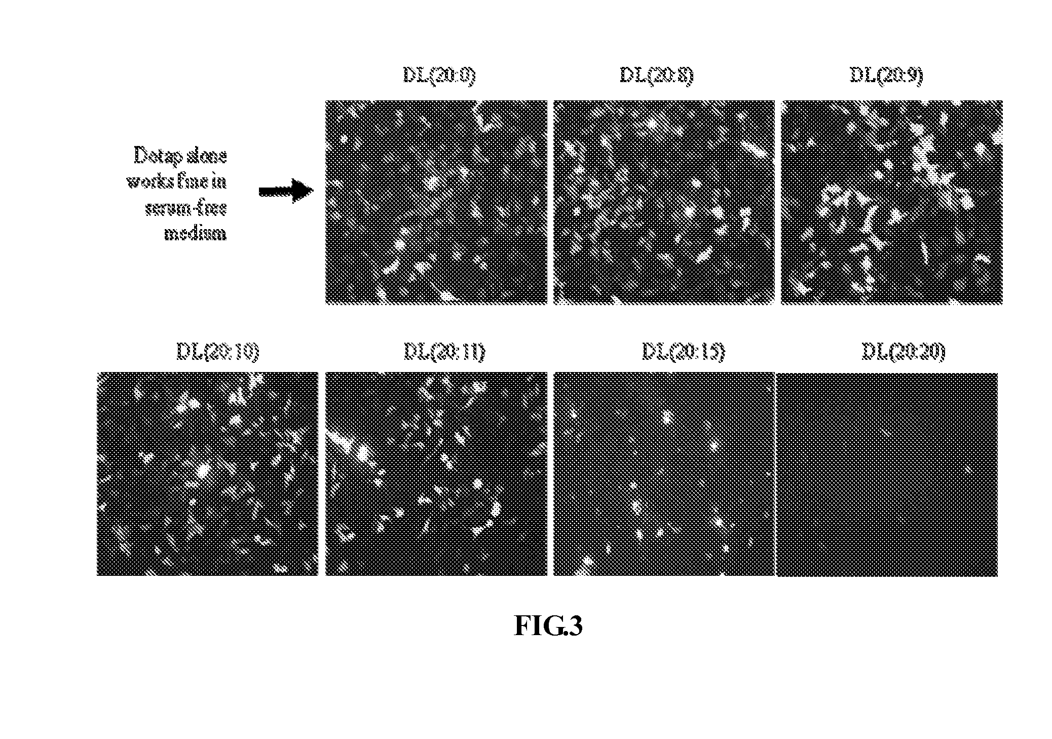Drug carrier for tumor-targeted therapy, its preparation method and its use