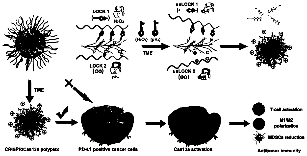 Preparation method and application of double-lock nanoparticles with limited activation of CRISPR/Cas13a