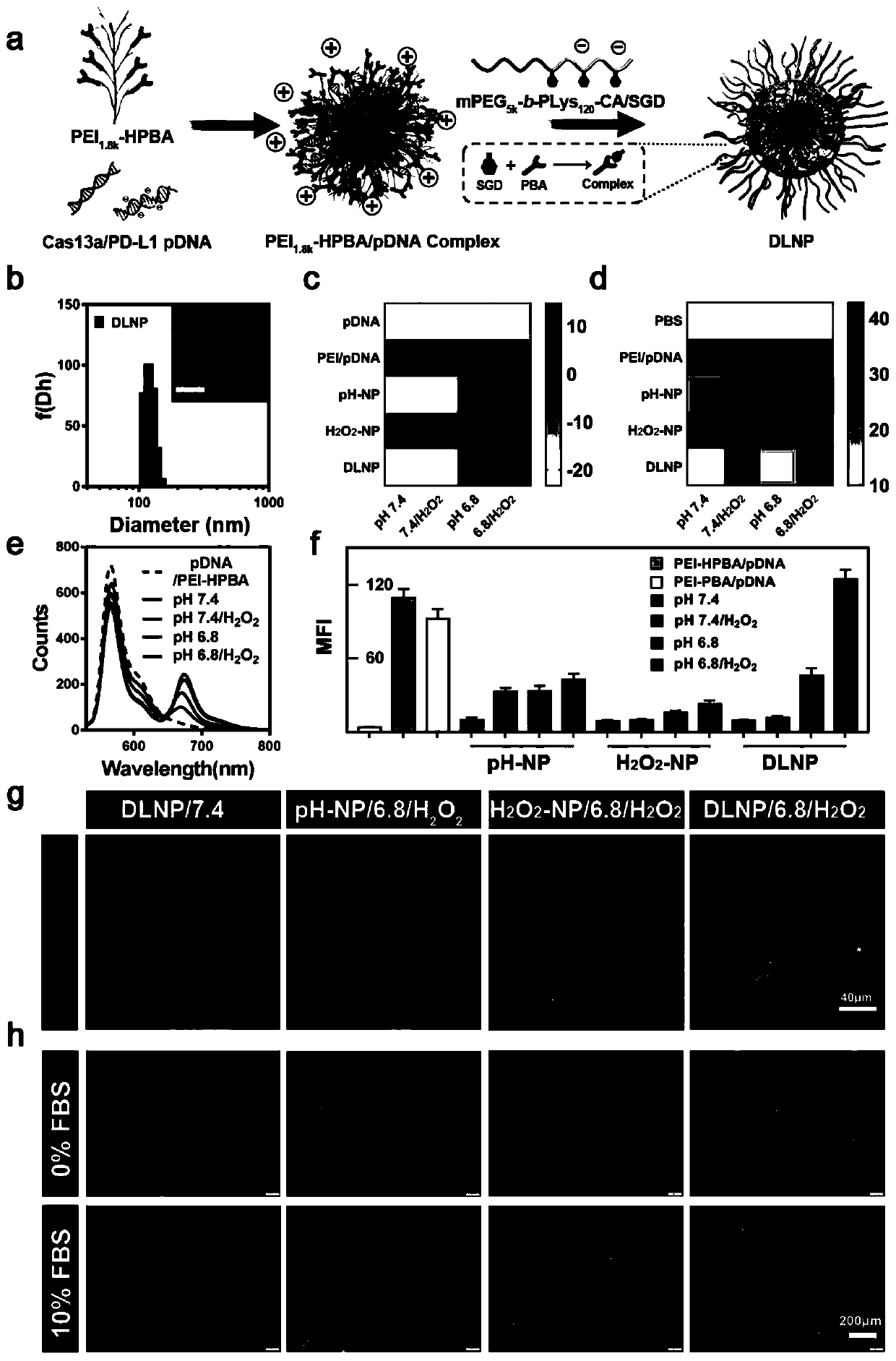 Preparation method and application of double-lock nanoparticles with limited activation of CRISPR/Cas13a