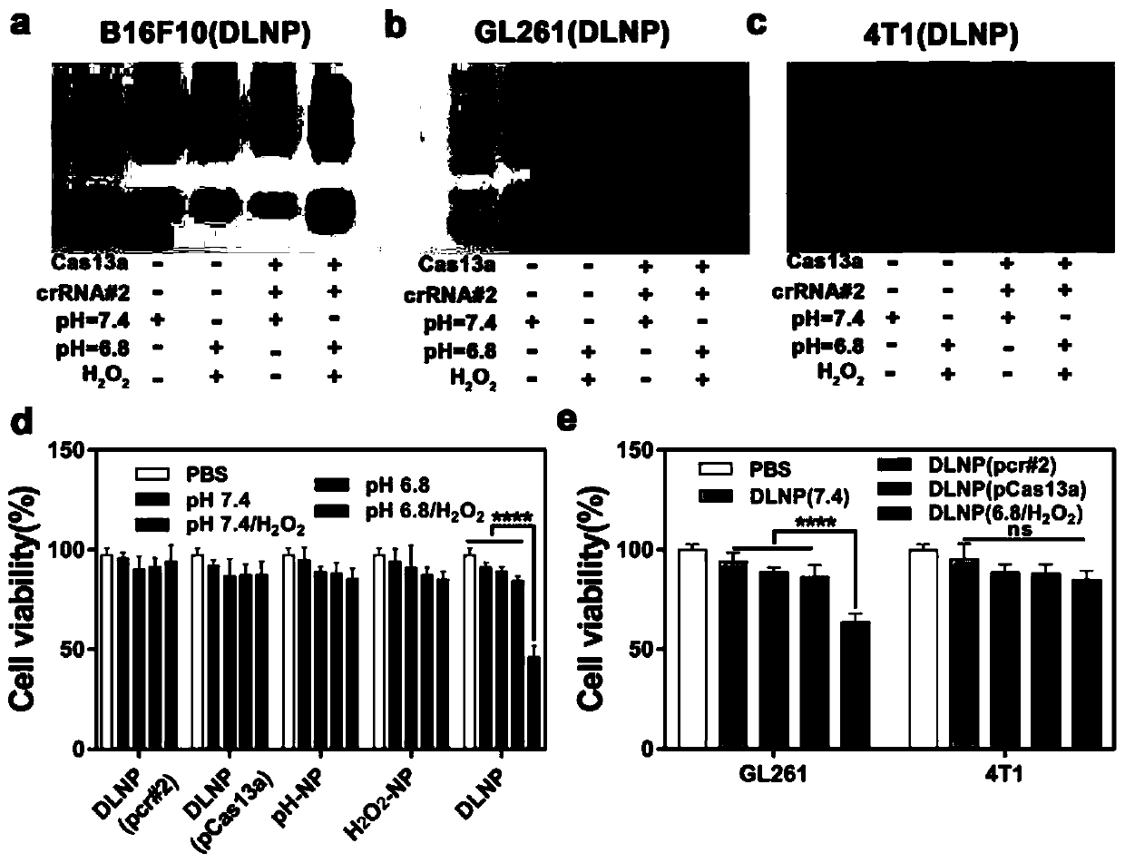 Preparation method and application of double-lock nanoparticles with limited activation of CRISPR/Cas13a