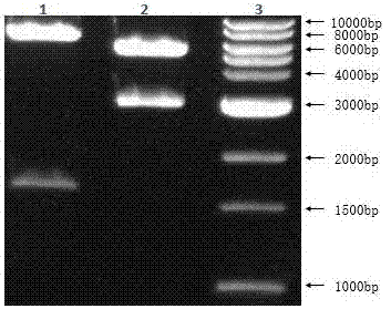 Building method of zebra fish intervertebral disc injury model