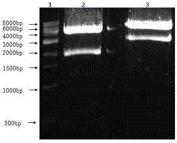 Building method of zebra fish intervertebral disc injury model